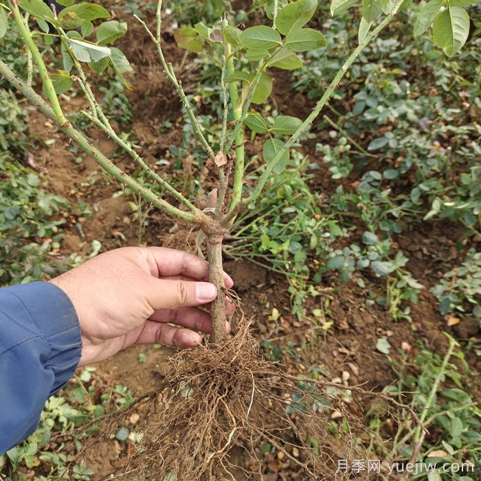 月季裸根苗到手养护,修剪种植步骤很简单(图1) 月季裸根苗到手养护,修剪种植步骤很简单(图1)