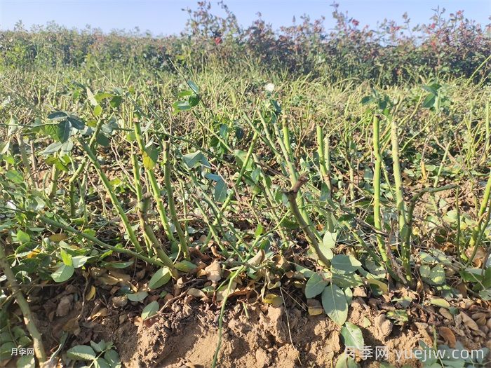 月季裸根苗到手养护,修剪种植步骤很简单(图2) 月季裸根苗到手养护,修剪种植步骤很简单(图2)