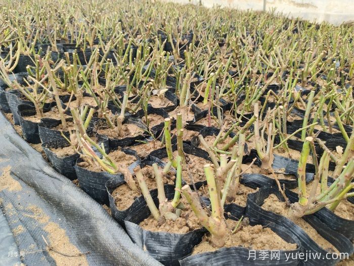 月季裸根苗到手养护,修剪种植步骤很简单(图3) 月季裸根苗到手养护,修剪种植步骤很简单(图3)