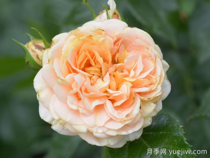 月季推荐，杏子雪崩月季(图1)