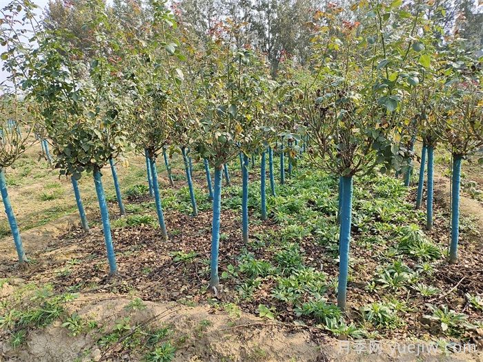 树桩月季冬季浇灌防冻水的技术要点(图1) 树桩月季冬季浇灌防冻水的技术要点(图1)