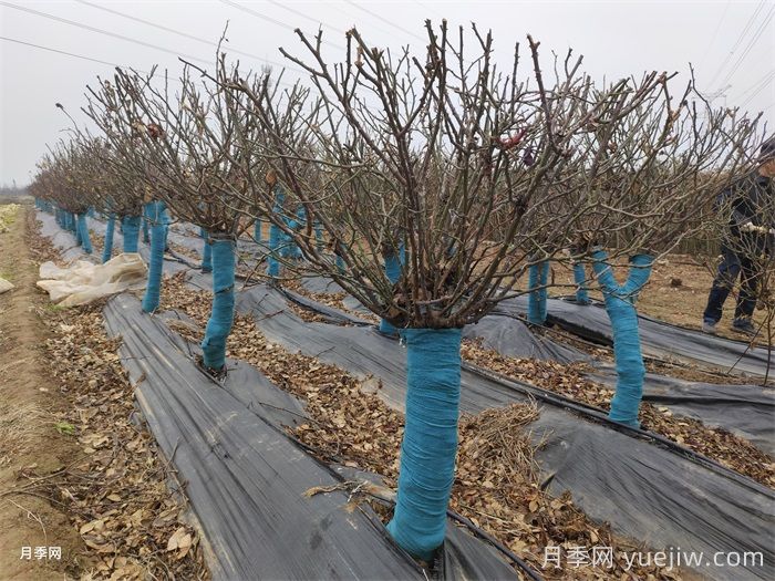 树桩月季冬季浇灌防冻水的技术要点(图2) 树桩月季冬季浇灌防冻水的技术要点(图2)