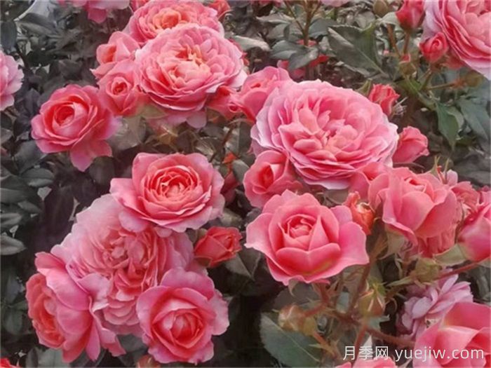 阳台月季推荐,芳香王阳台月季(图1) 阳台月季推荐,芳香王阳台月季(图1)