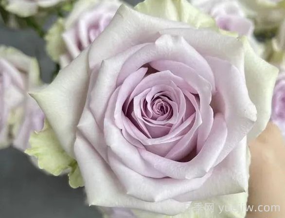 切花月季推荐，海洋之谜月季(图1)