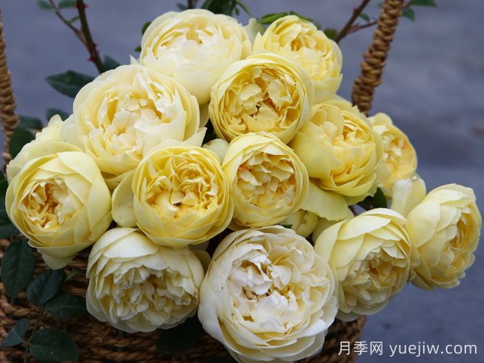 黄安布里奇月季(图1)