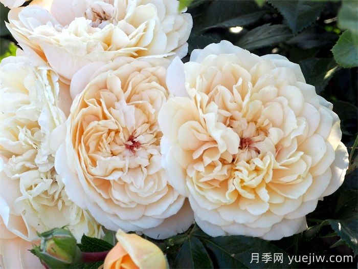 杏子雪崩月季/雪杏子(图3)