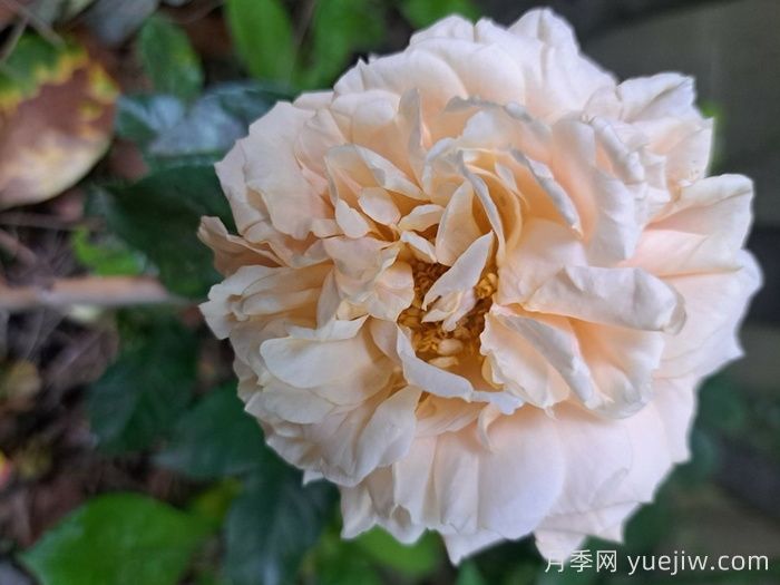 杏子雪崩月季/雪杏子(图2)