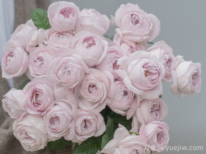 夜光杯月季(图3)