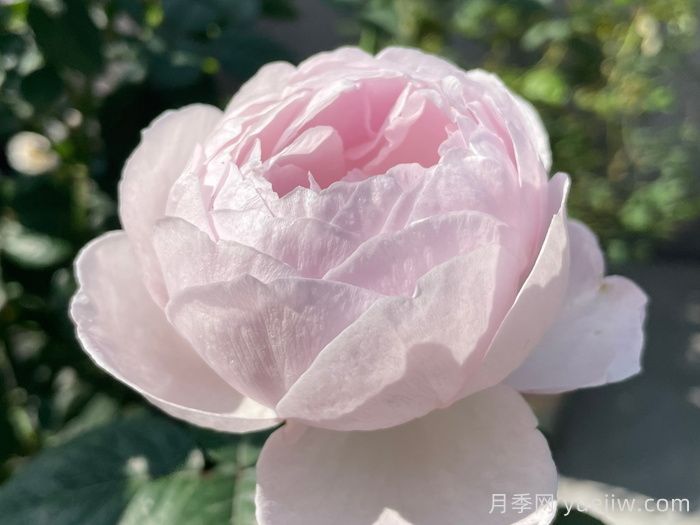 夜光杯月季(图1)