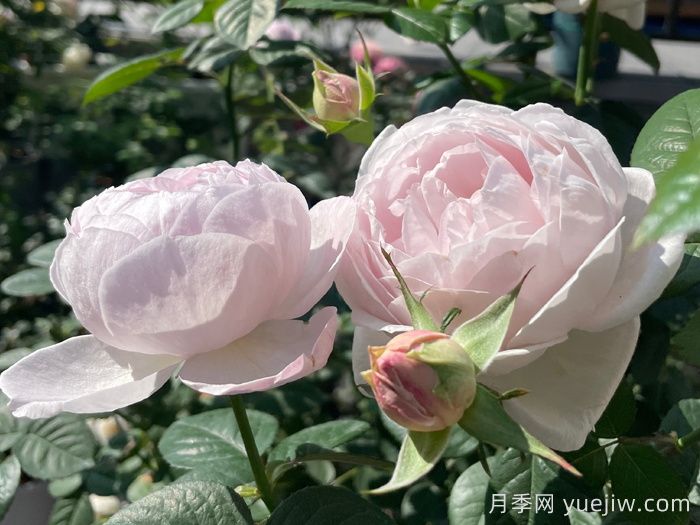 夜光杯月季(图4)