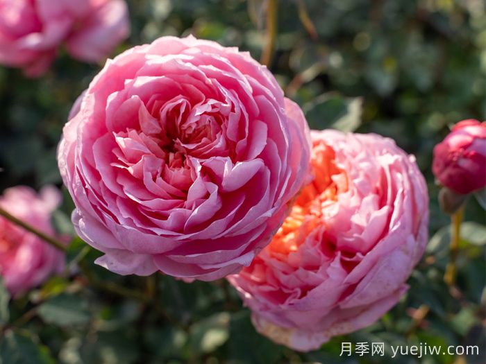 桃染月季(图2)
