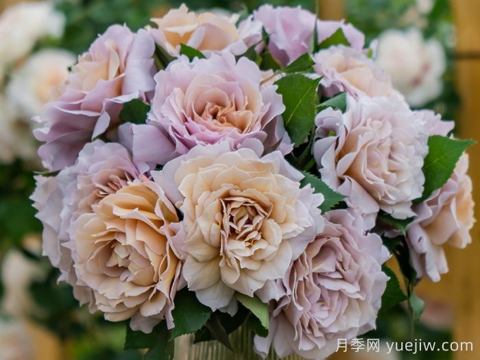 锁清秋月季(图3)