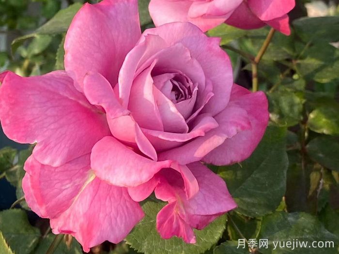 缥缈月季(图4)