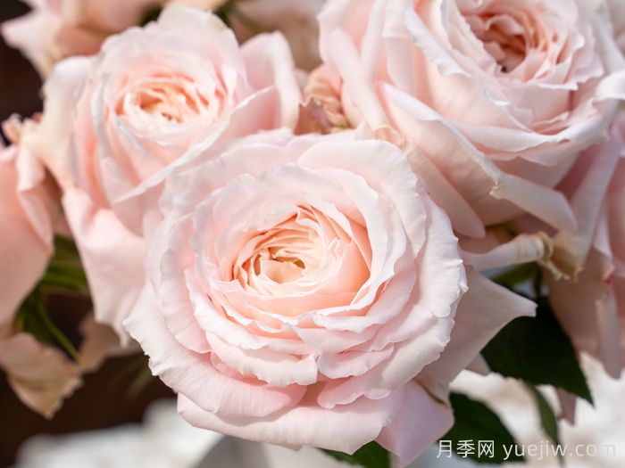 金粉世家月季(图4)