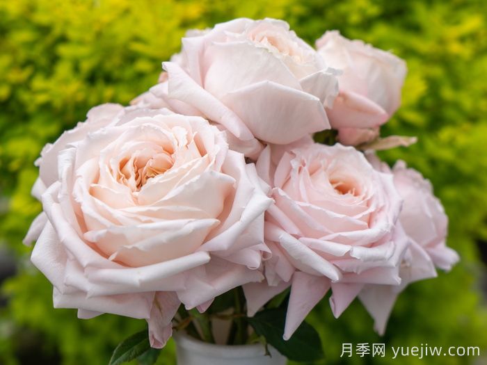 金粉世家月季(图2)