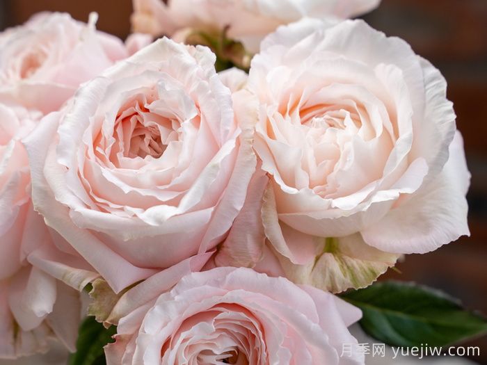 金粉世家月季(图3)