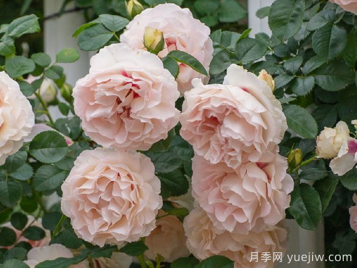 剪秋水月季(图5)