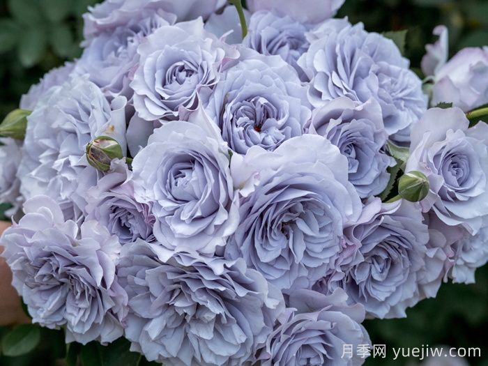 霁色月季(图4)