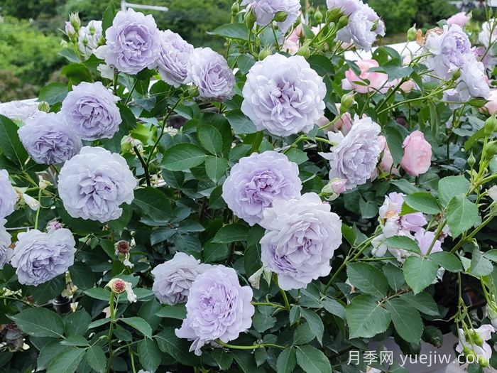 霁色月季(图2)