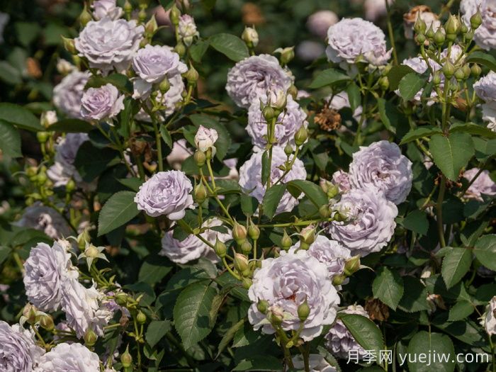 霁色月季(图5)