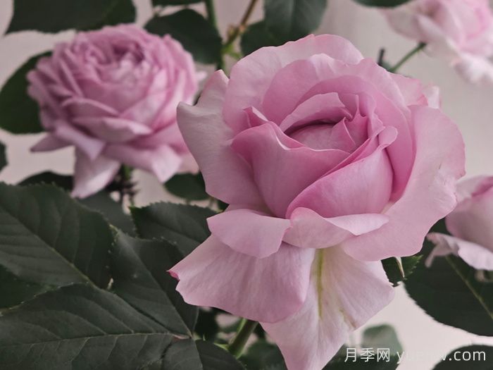 靛月月季(图3)