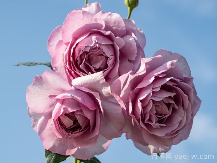 靛月月季(图2)