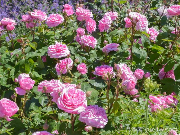 格特鲁德杰基尔月季/葛楚德杰基尔(图4)