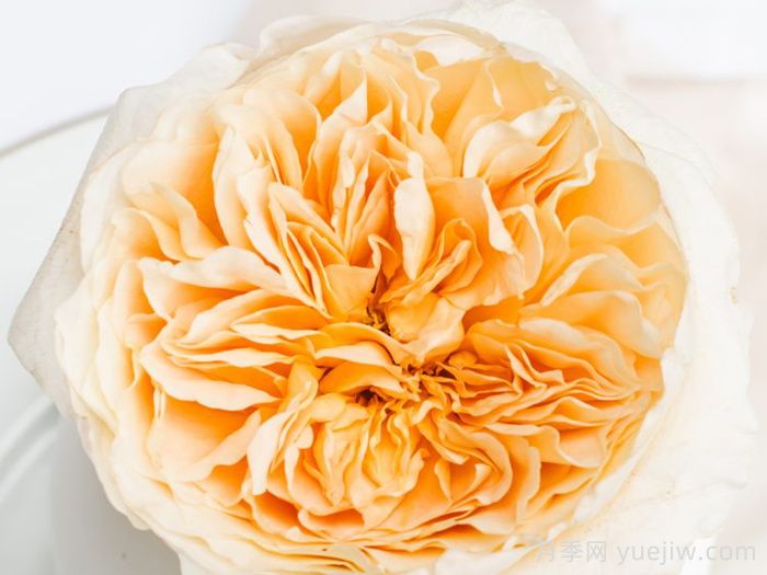 艾菲月季(图1) 艾菲月季(图1)