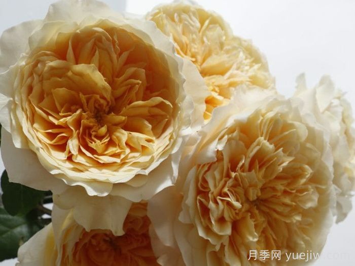 艾菲月季(图3) 艾菲月季(图3)