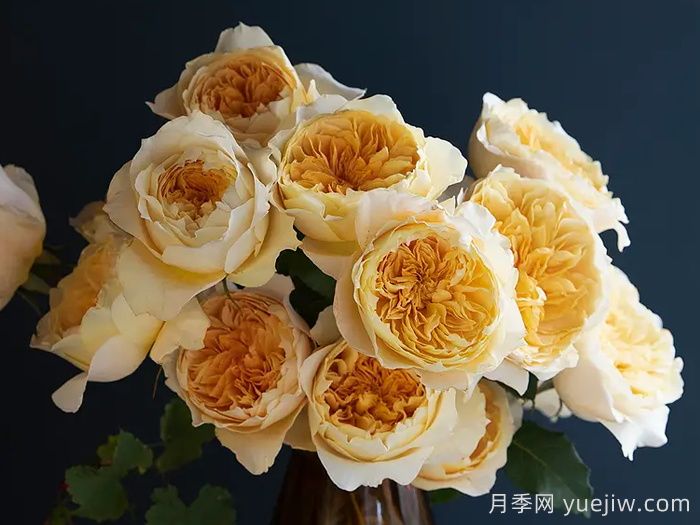 艾菲月季(图2) 艾菲月季(图2)