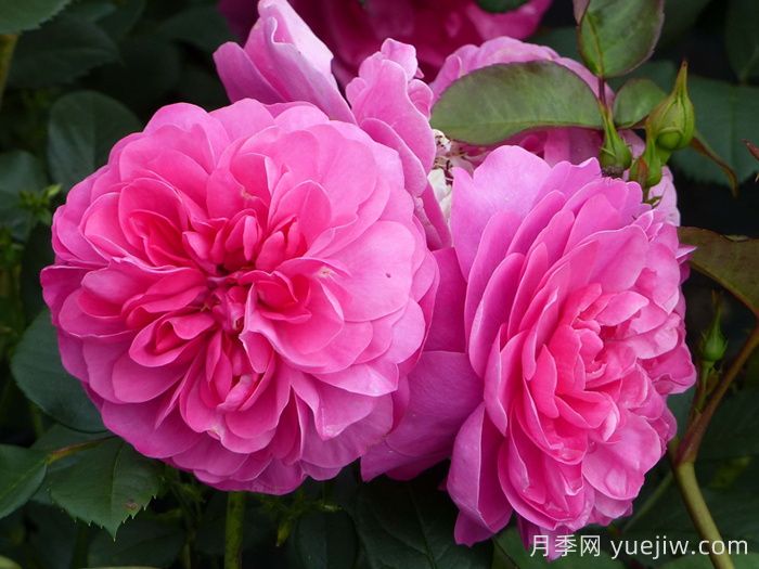 快板月季/欢快乐章月季/欢乐乐章(图1) 快板月季/欢快乐章/欢乐乐章(图1)