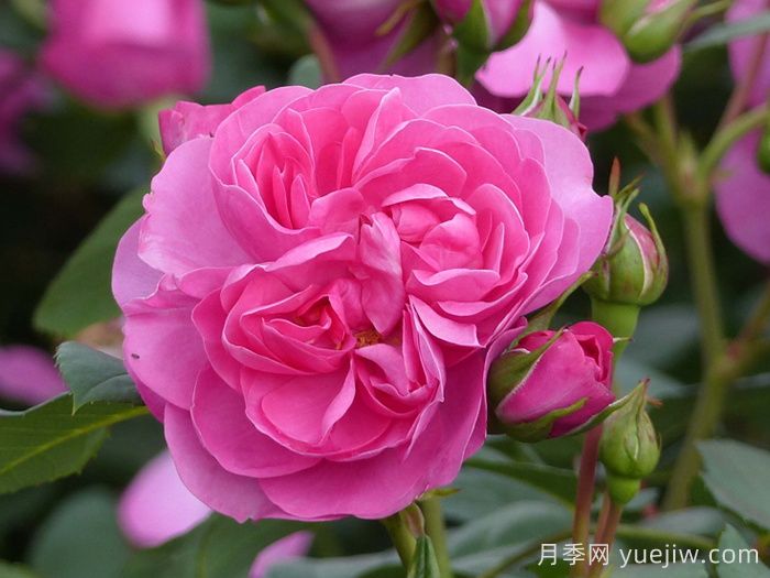 快板月季/欢快乐章月季/欢乐乐章(图2) 快板月季/欢快乐章/欢乐乐章(图2)