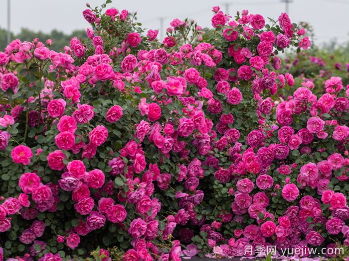 快板月季/欢快乐章月季/欢乐乐章(图3) 快板月季/欢快乐章/欢乐乐章(图3)