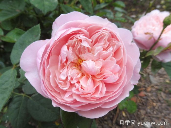 安妮克城堡月季,花姿优雅,色彩迷人(图1) 安妮克城堡月季,花姿优雅,色彩迷人(图1)