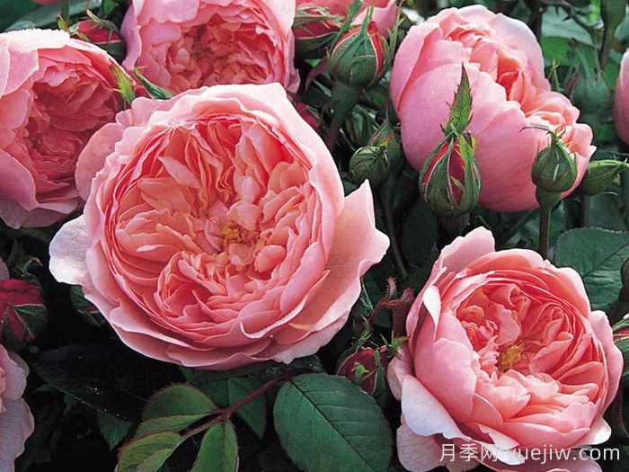 安尼克城堡月季，一个经典的奥斯汀欧月品种(图1)