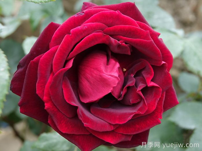 玫昂爸爸月季(图1)