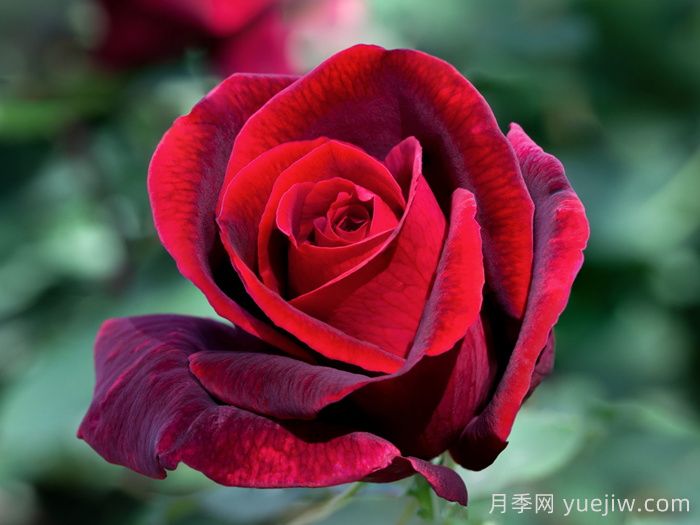 玫昂爸爸月季(图2)