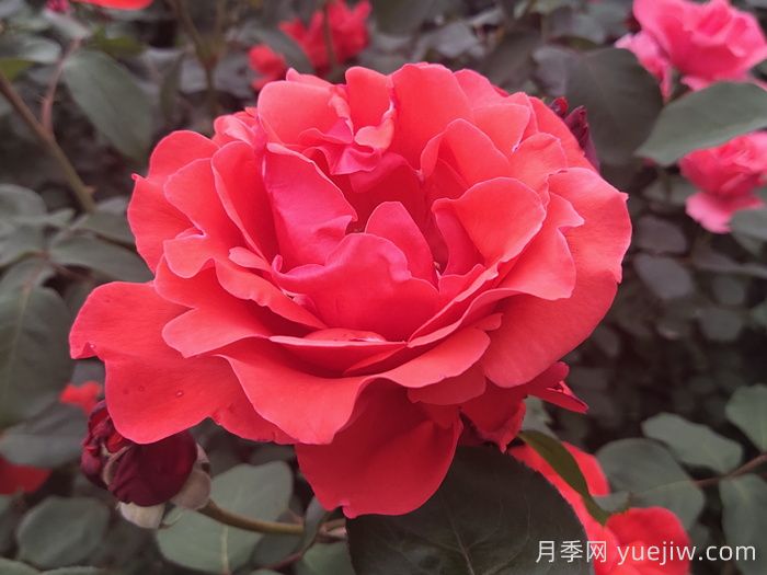 花比脸大月季系列,十个超大花的月季品种(图2) 花比脸大月季系列,十个超大花的月季品种(图2)