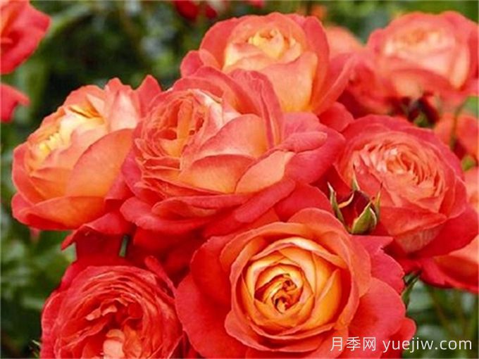 橙色浪漫月季推荐,花色鲜艳,浪漫橙色(图1) 橙色浪漫月季推荐,花色鲜艳,浪漫橙色(图1)