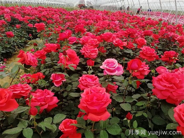 蔷薇、玫瑰与月季的种植秘籍(图1)