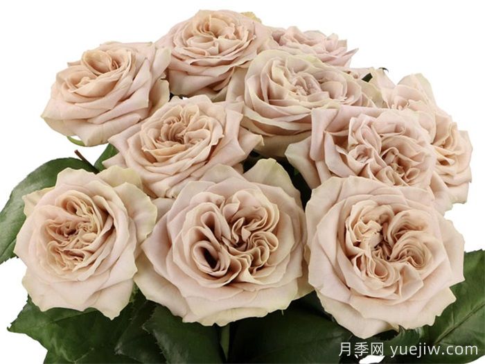 貂蝉月季介绍(图1) 貂蝉月季介绍(图1)