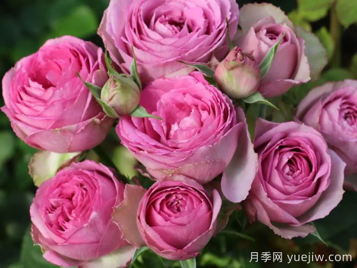 薰衣草蕾丝月季/薰衣草花边月季(图3)