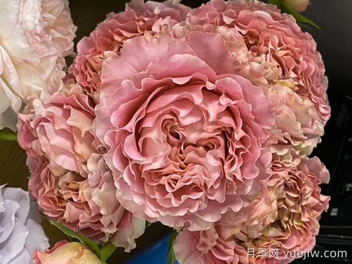 四樱月季/唯有樱花月季(图3)