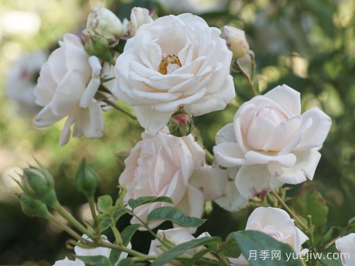 玛婷吉洛月季(图1)