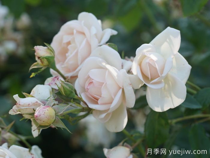 玛婷吉洛月季(图2)