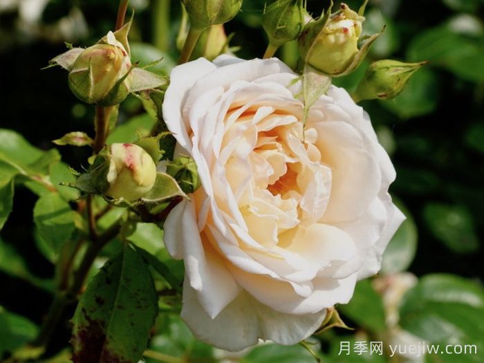 玛婷吉洛月季(图3)