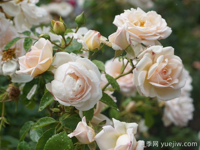 玛婷吉洛月季(图4)