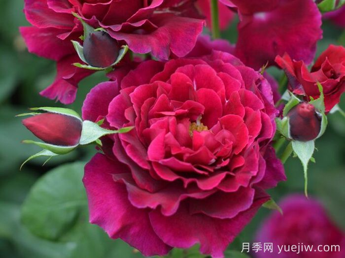 红丘月季/天家胭脂月季(图1)