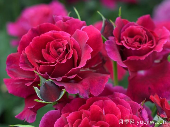 红丘月季/天家胭脂月季(图2)