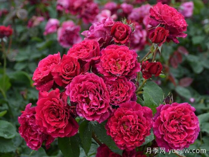 红丘月季/天家胭脂月季(图3)